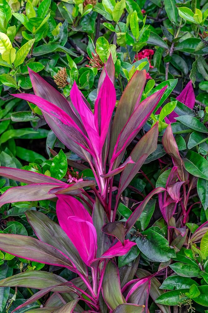 Cordyline fruticosa-Ti plant